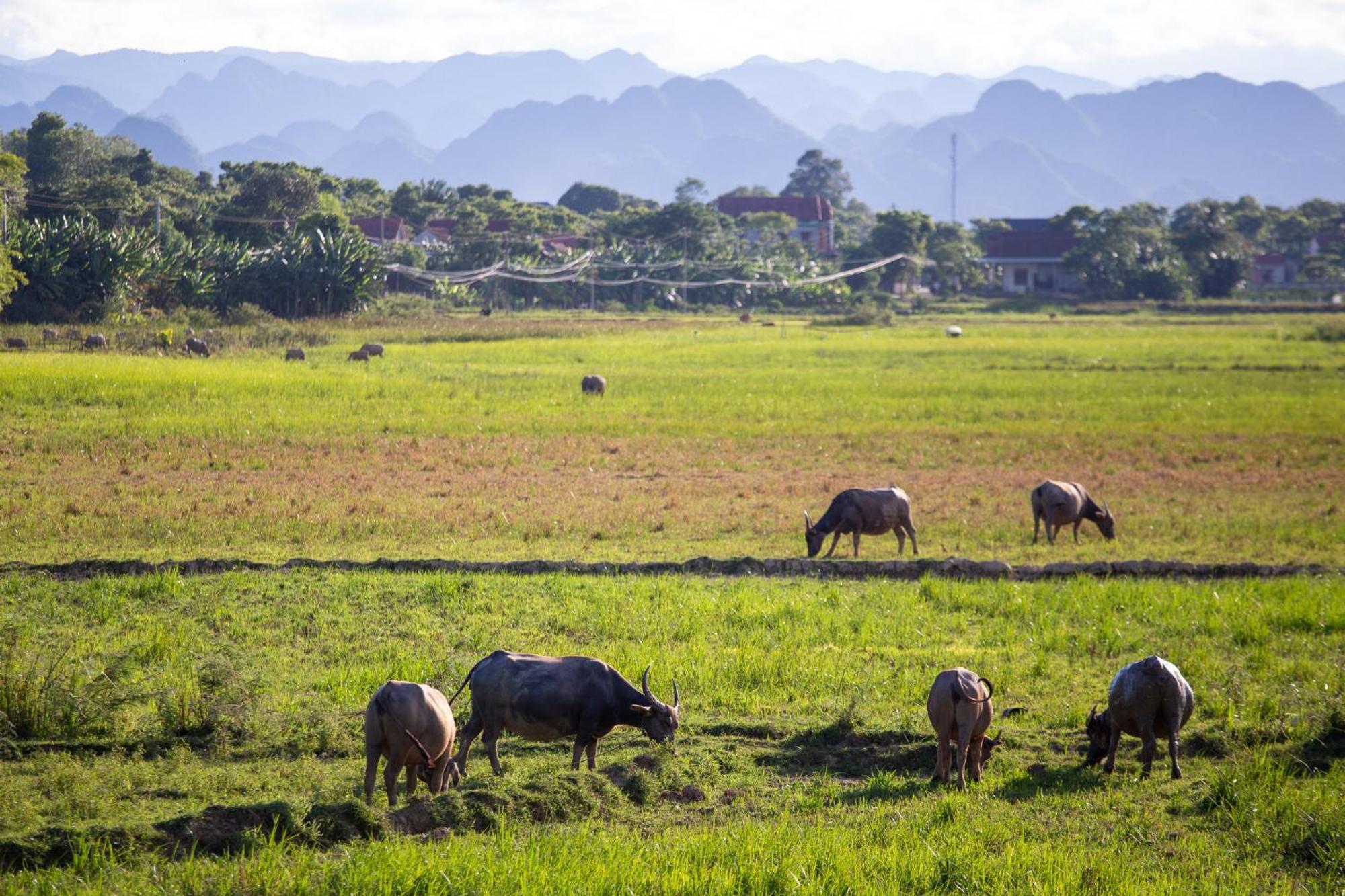 Phong Nha Farmstay Екстер'єр фото